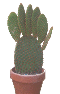 Plante de pied Gnome